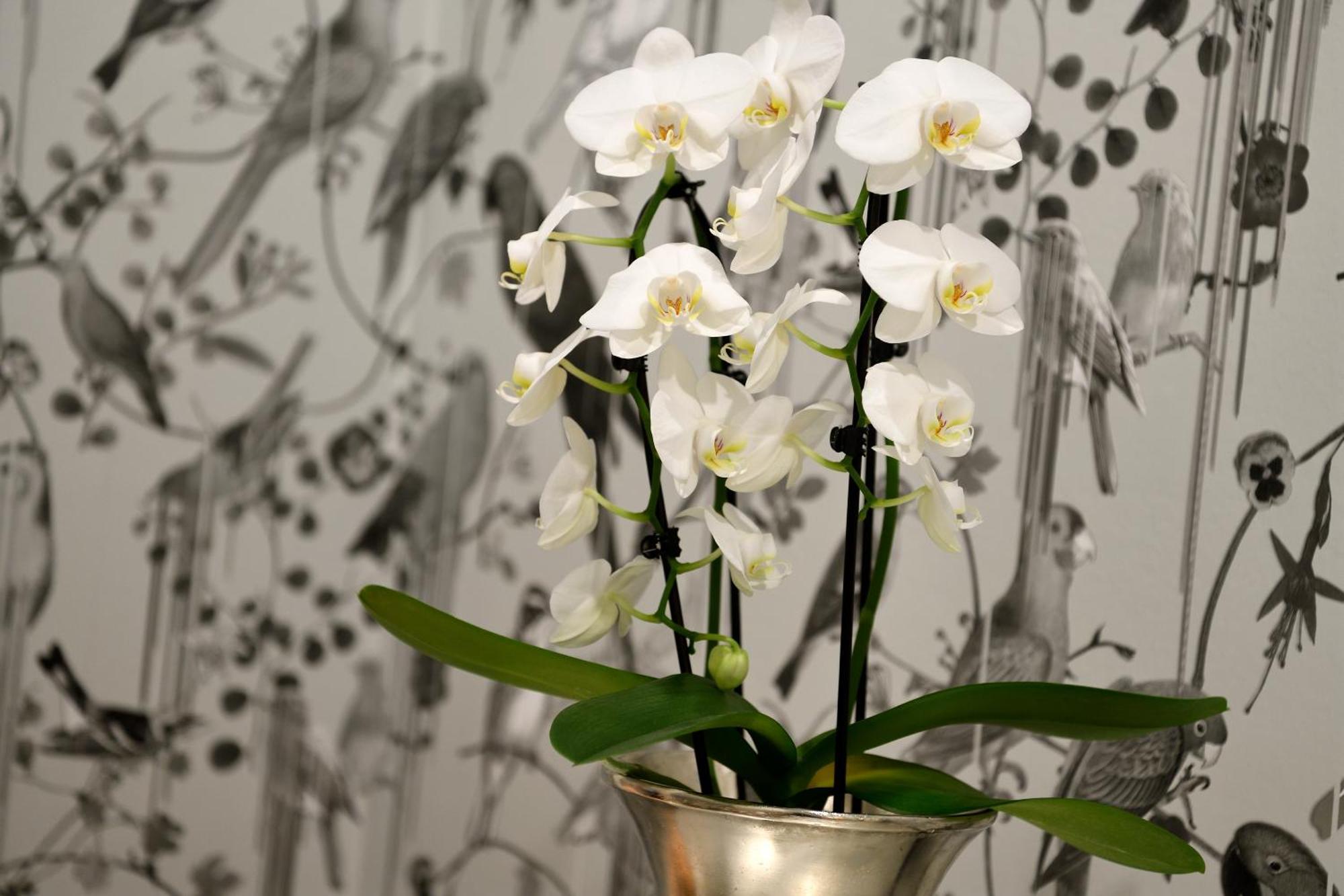 Kastens Hotel Luisenhof Hannover Kültér fotó A potted orchid